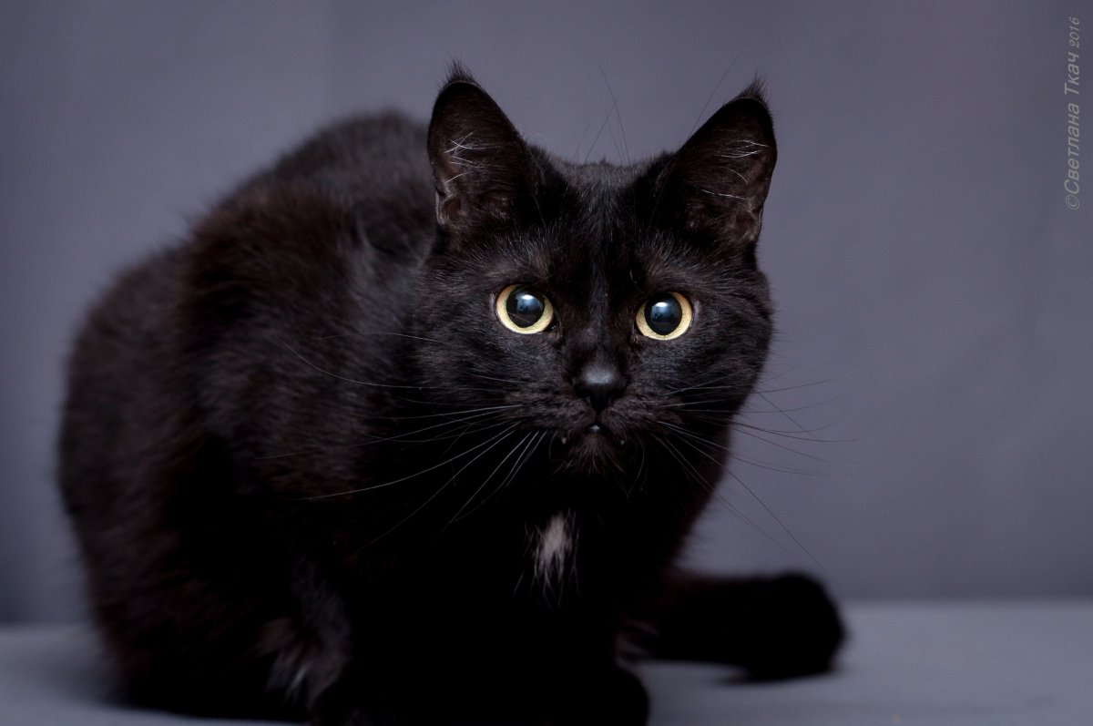 Метис кошка черная