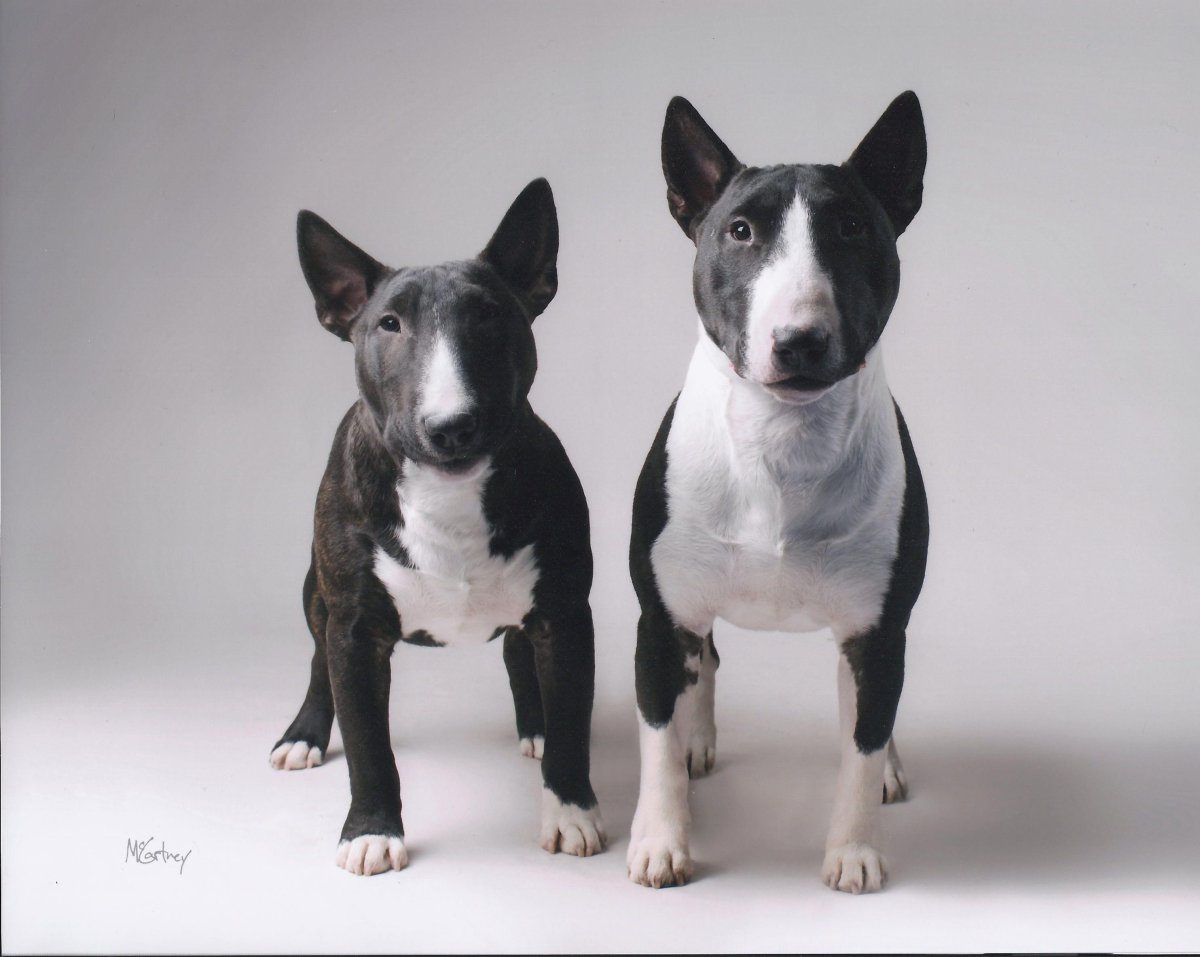 Мини бультерьер черный