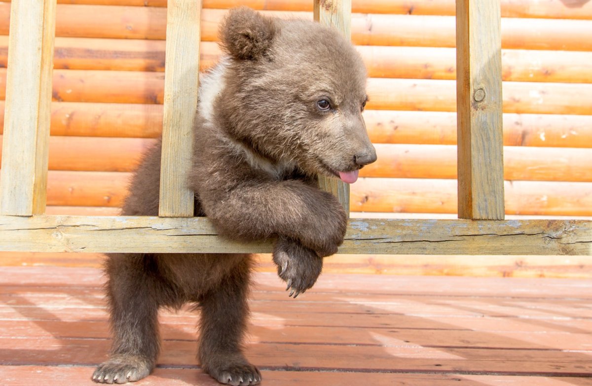 Медвежонок картинка