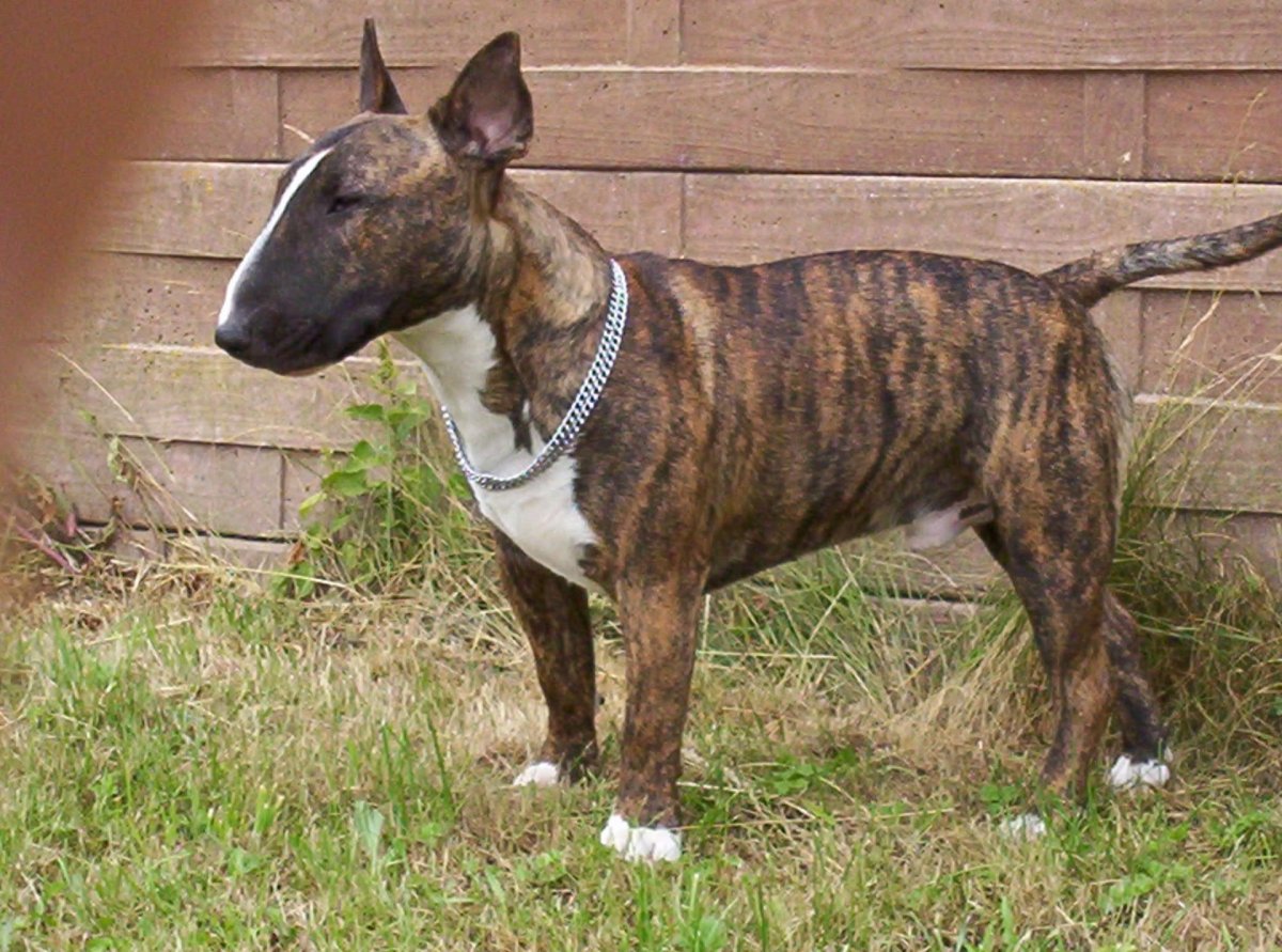 Бультерьер Black Brindle