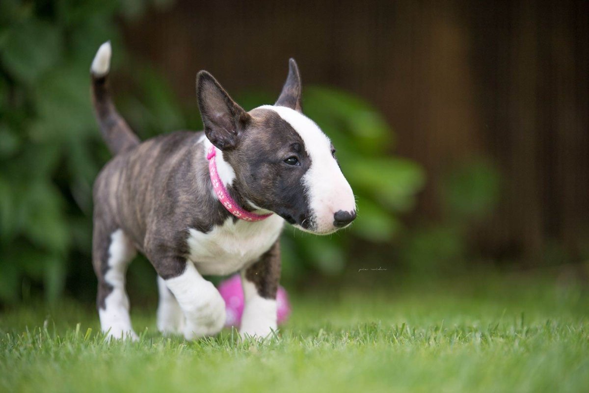 Мини бультерьер белый