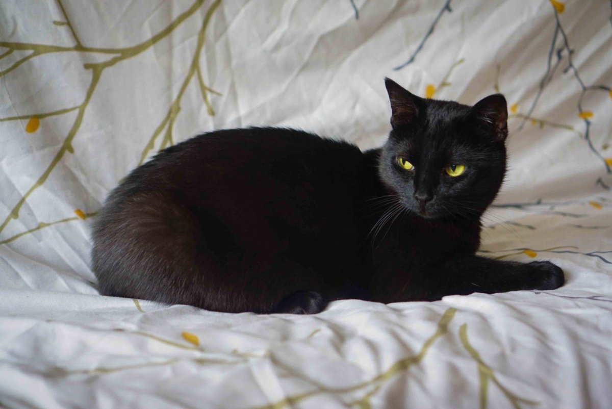 Шотландский черный кот метис