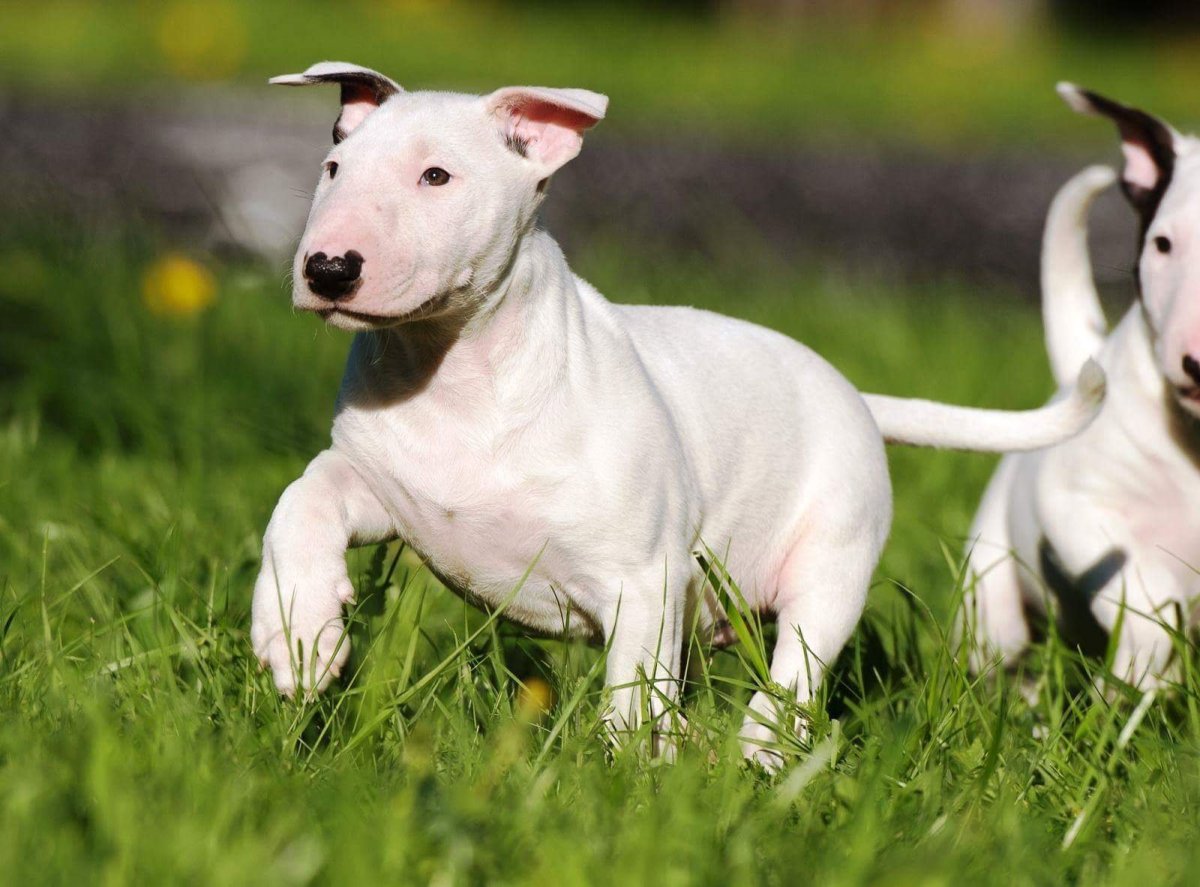 Собака бультерьер