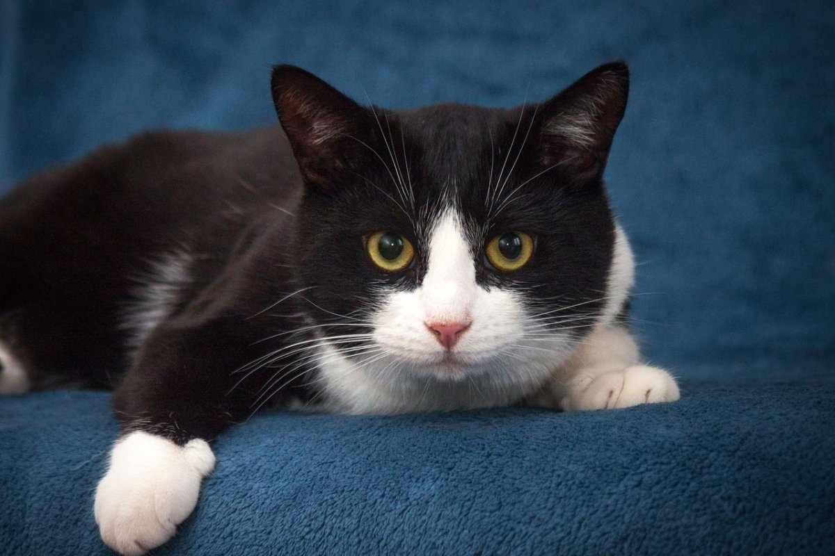 Меланистик сервал