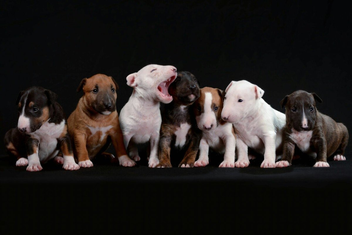 Много щенков