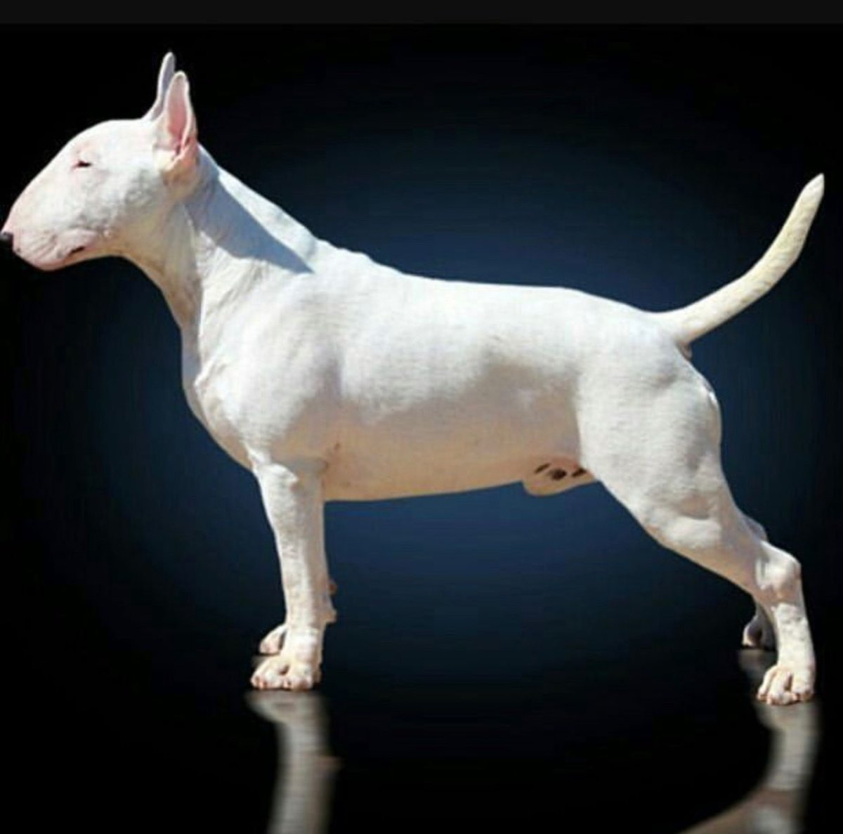 Бультерьер анатомия