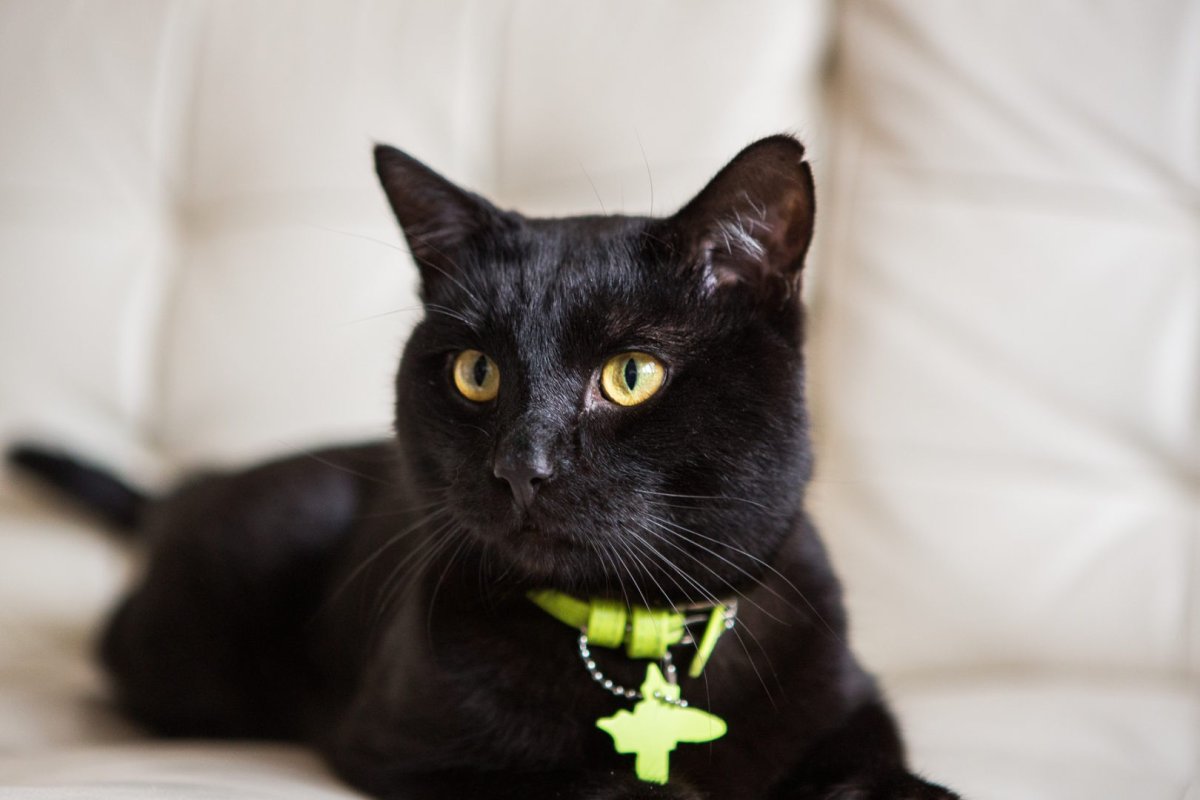 Бомбейская кошка помесь