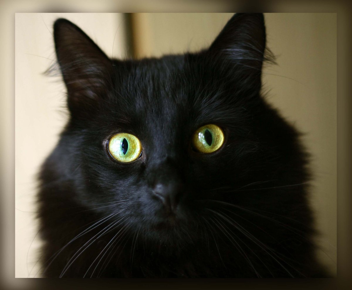 Порода собак похожая на кошку внешне