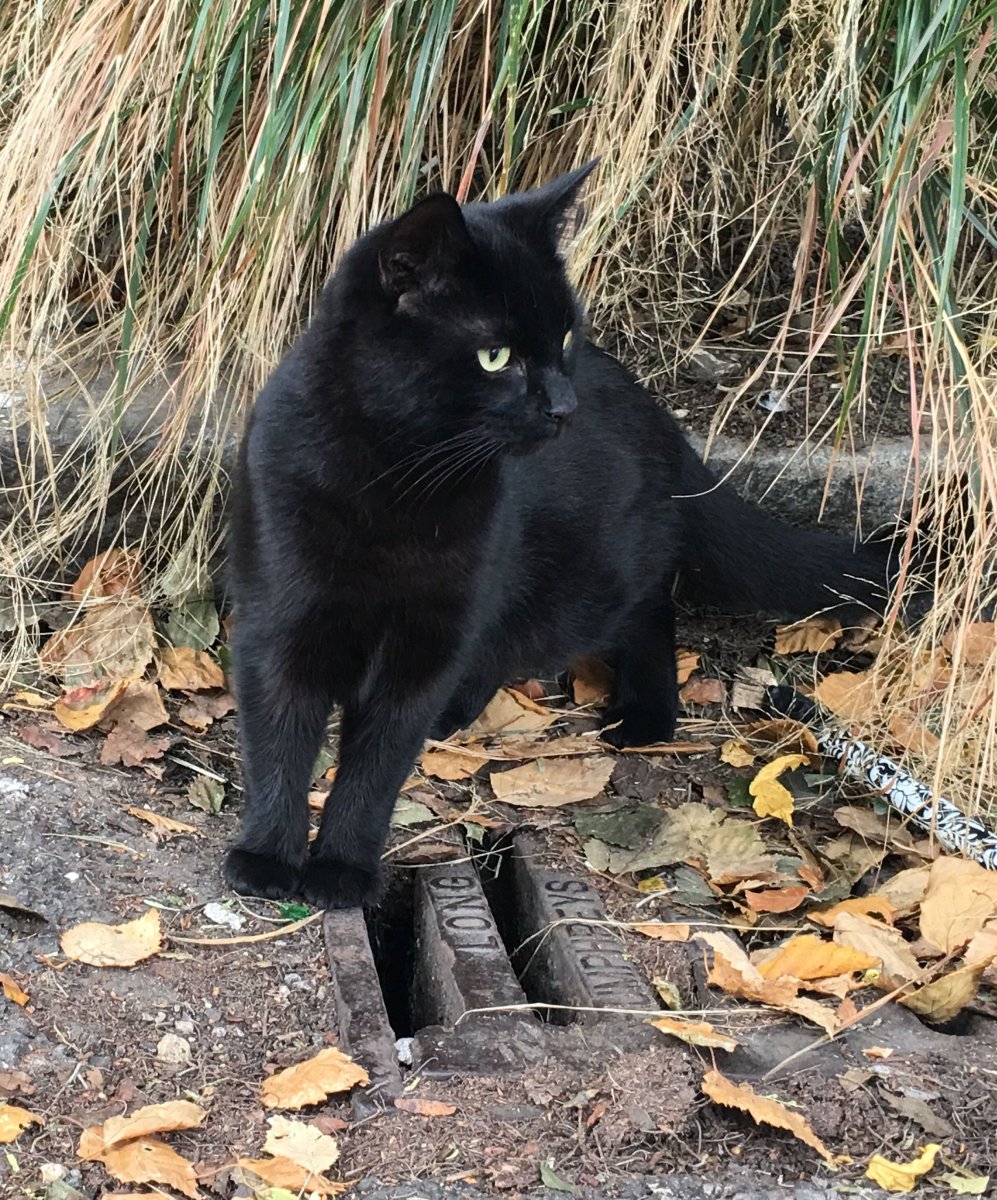 Бомбейская кошка черно белая