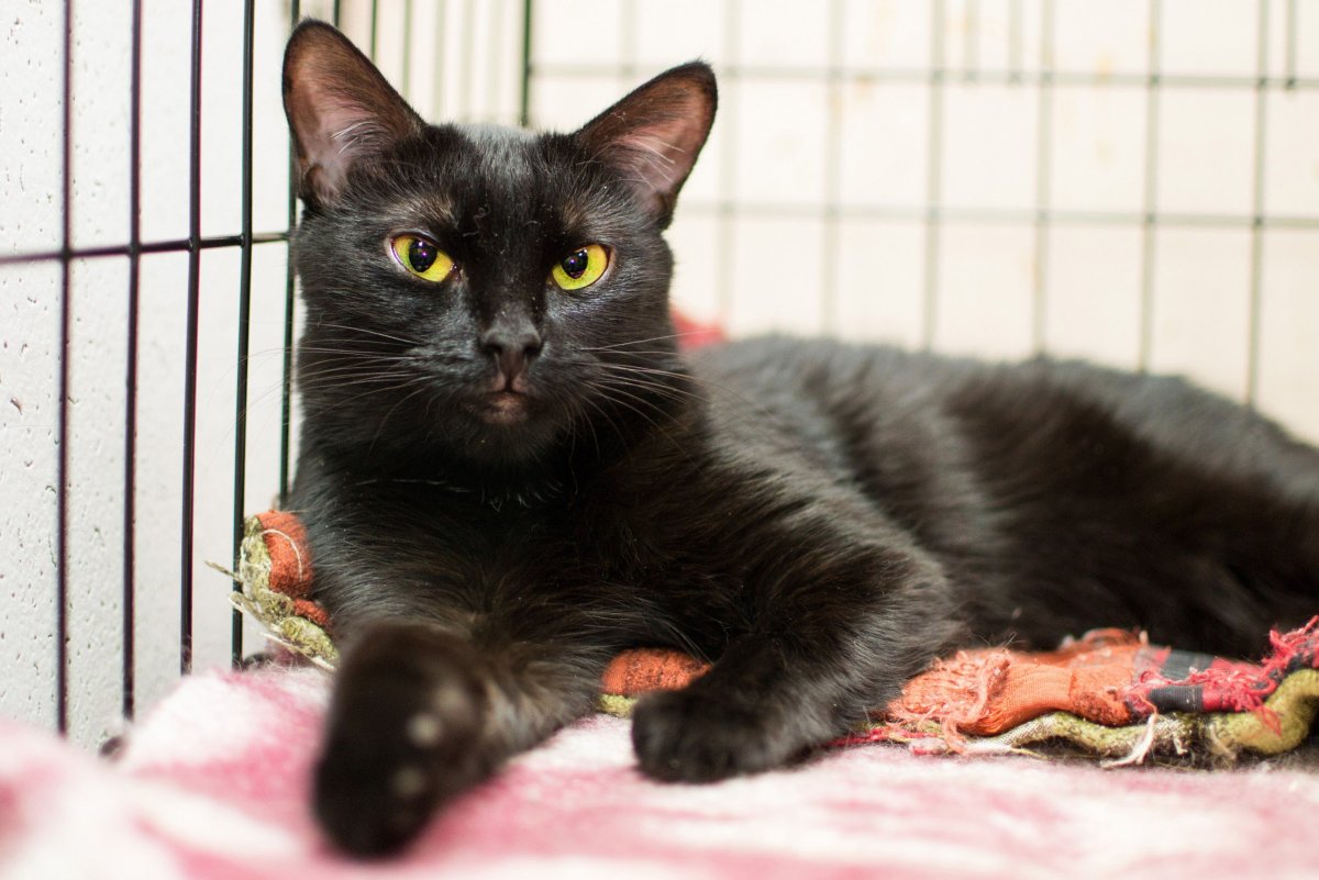 Черный кот Эстетика