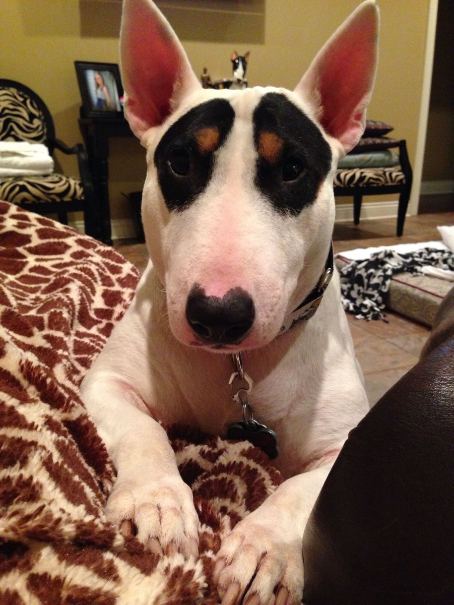 Бультерьер пятнистый