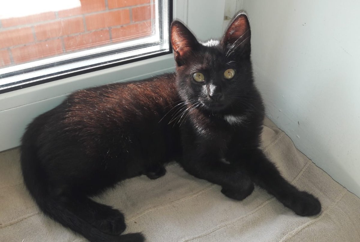 Метис бомбейской кошки