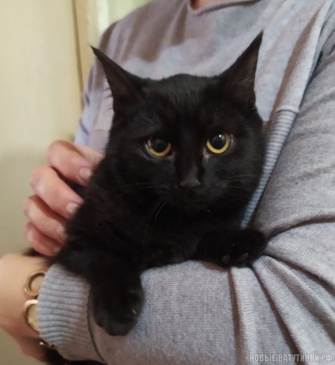 Черный кот лежит