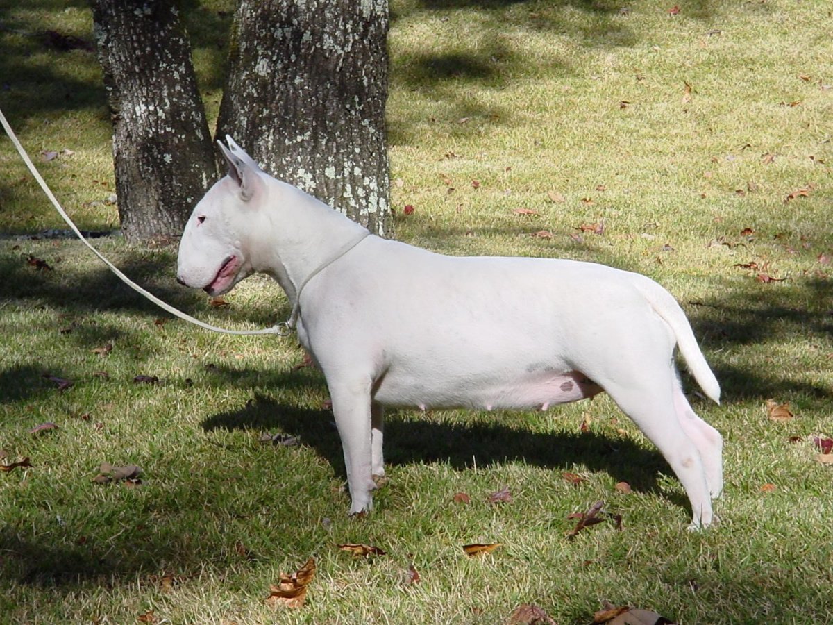 Бультерьер золотистый