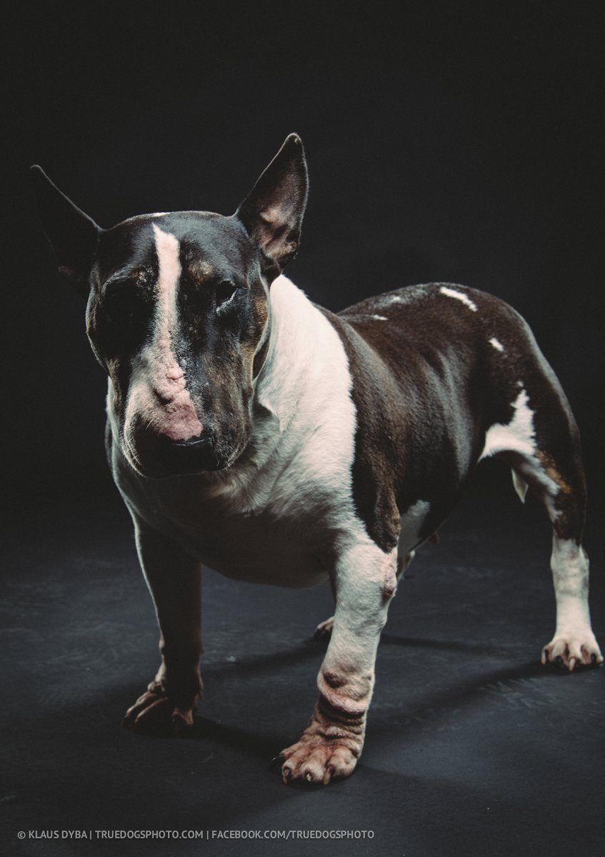 Бультерьер дремучка