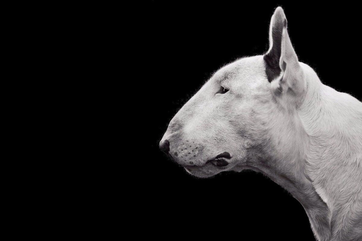 Бультерьер 4к