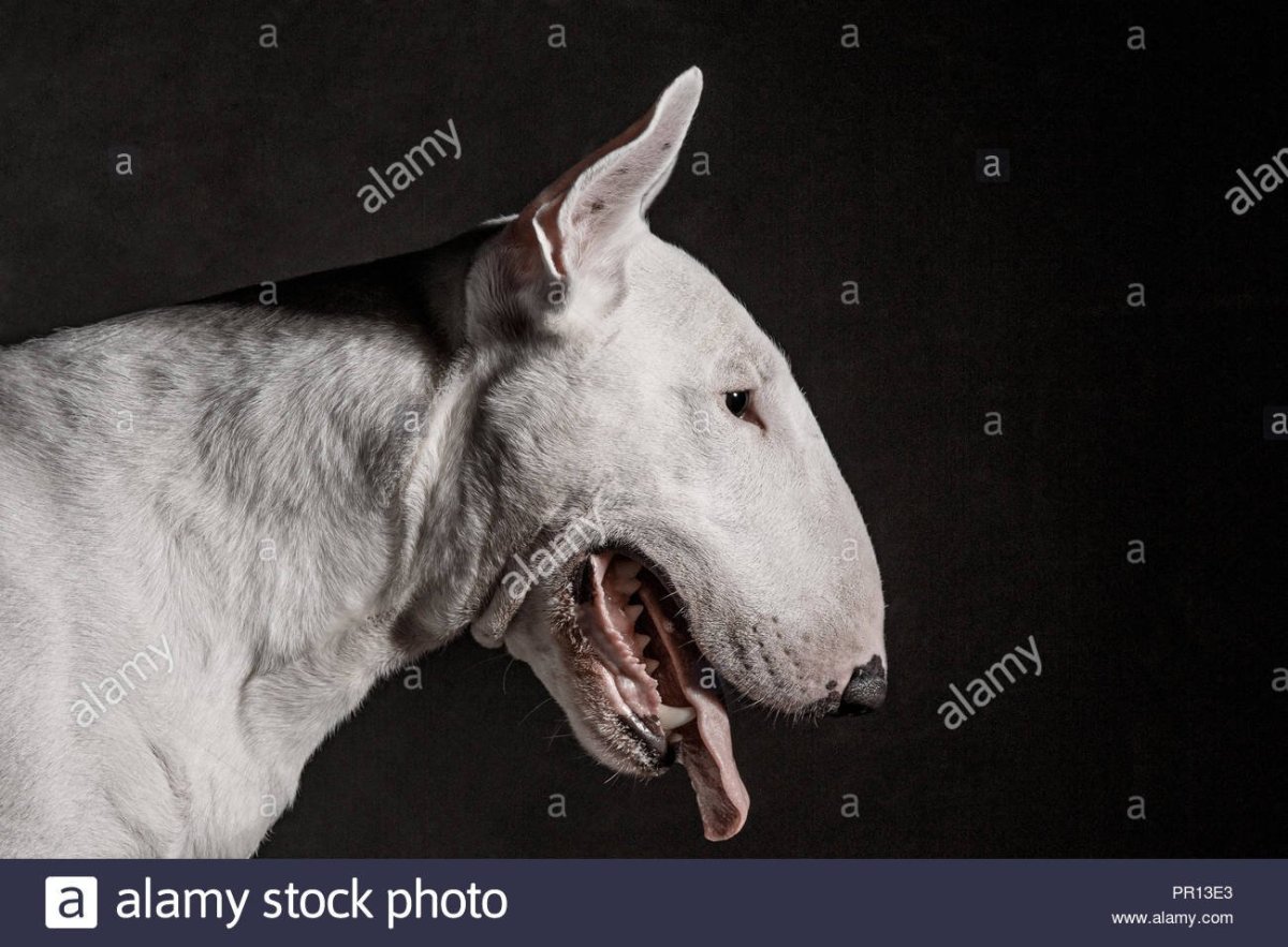 Бультерьер фон