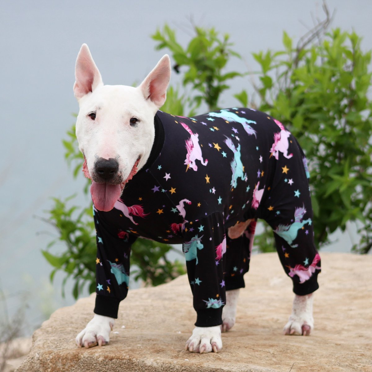 Бультерьер Хинкса