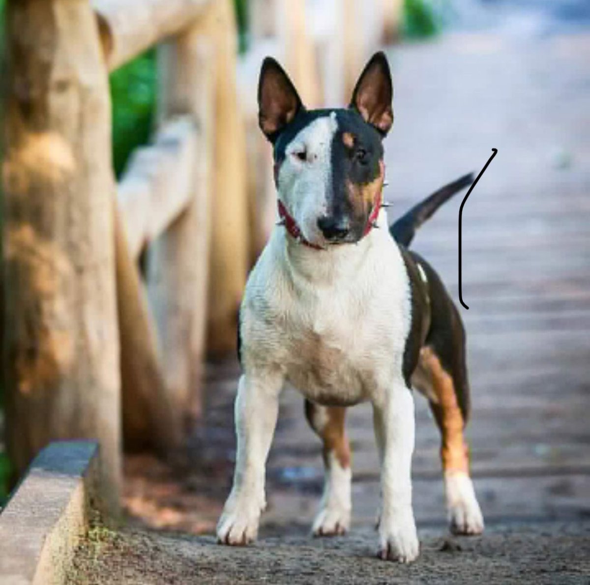 Миниатюрный бультерьер