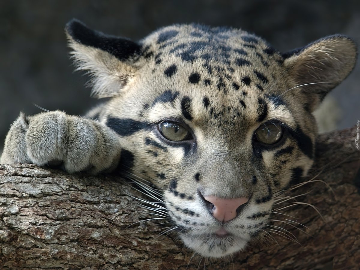 Дымчатый леопард