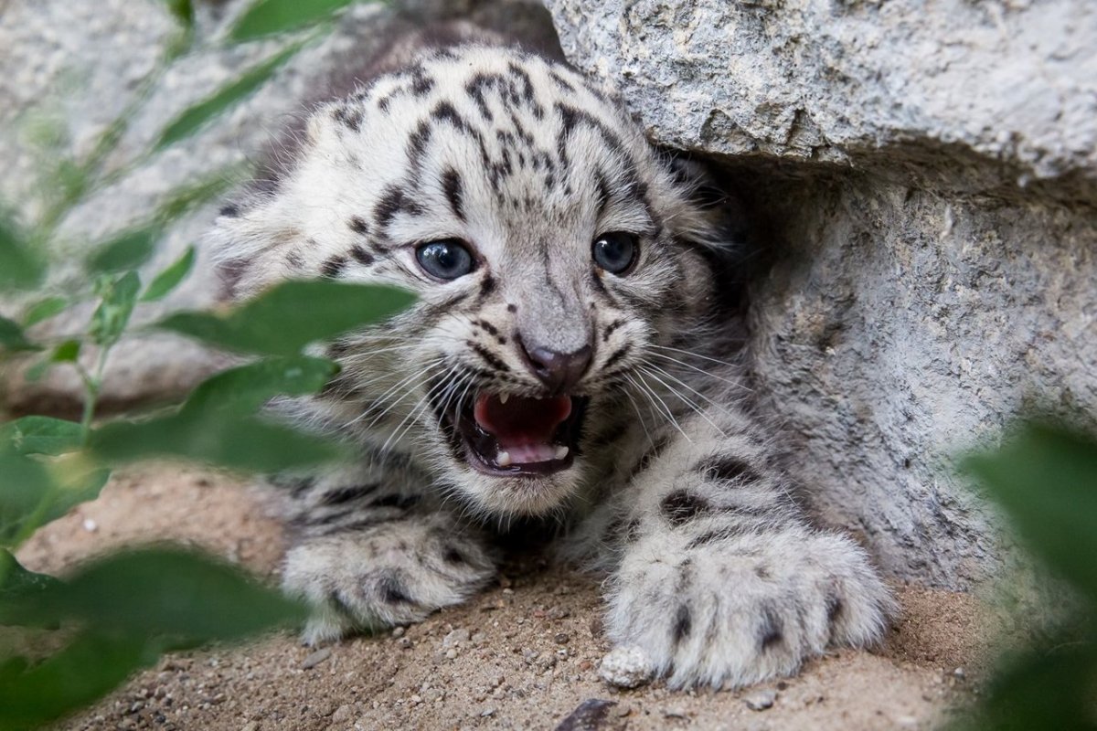 Ирбис детеныш