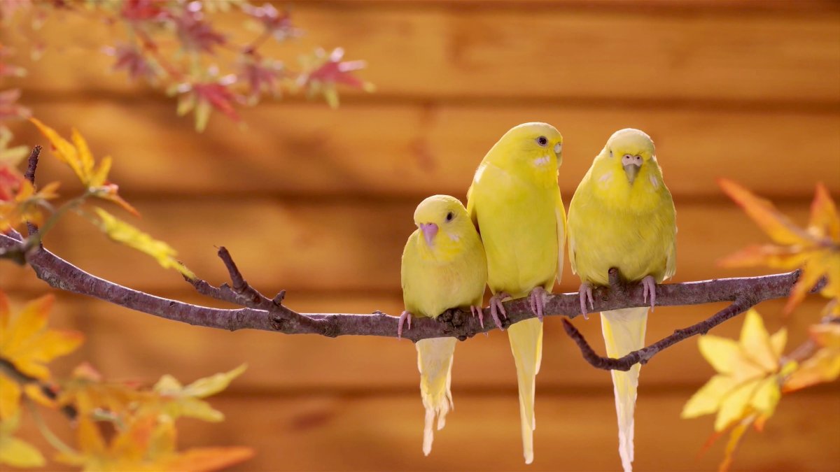 Заставка на рабочий стол попугаи волнистые