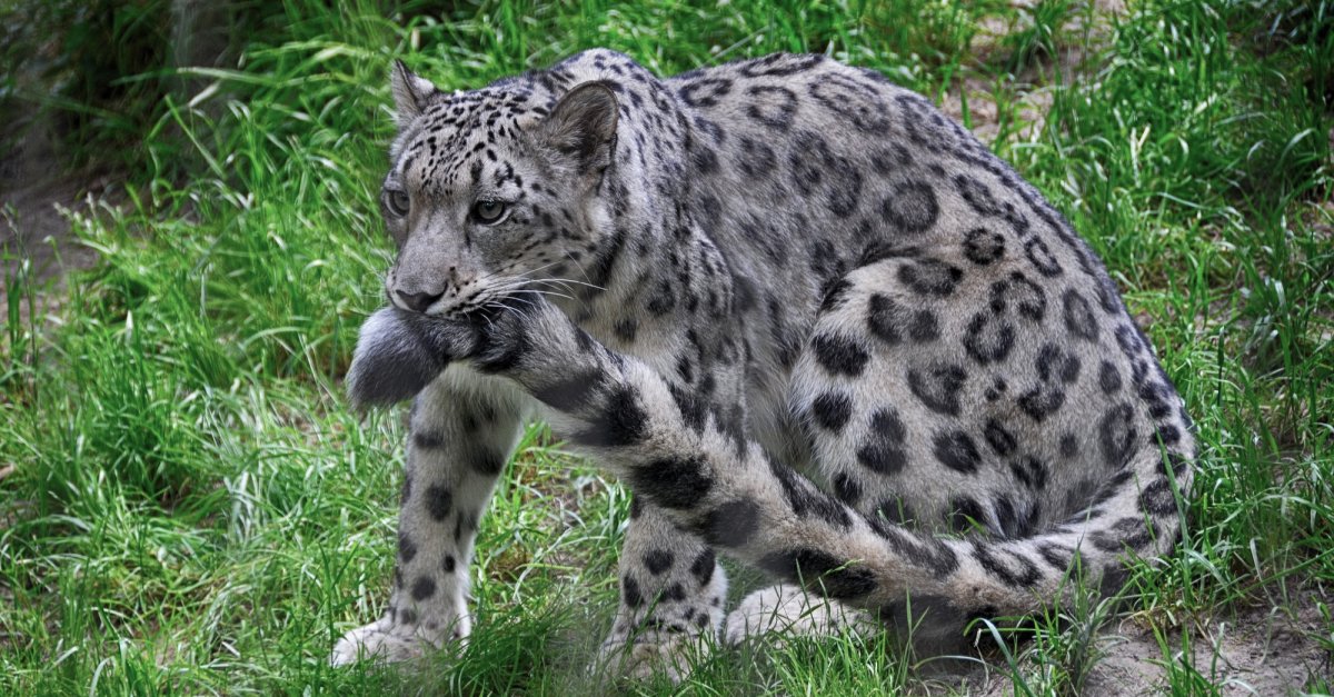 Снежный Барс и хвост