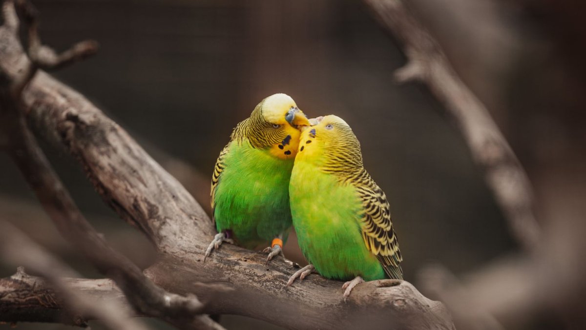 Обои на рабочий стол попугаи волнистые
