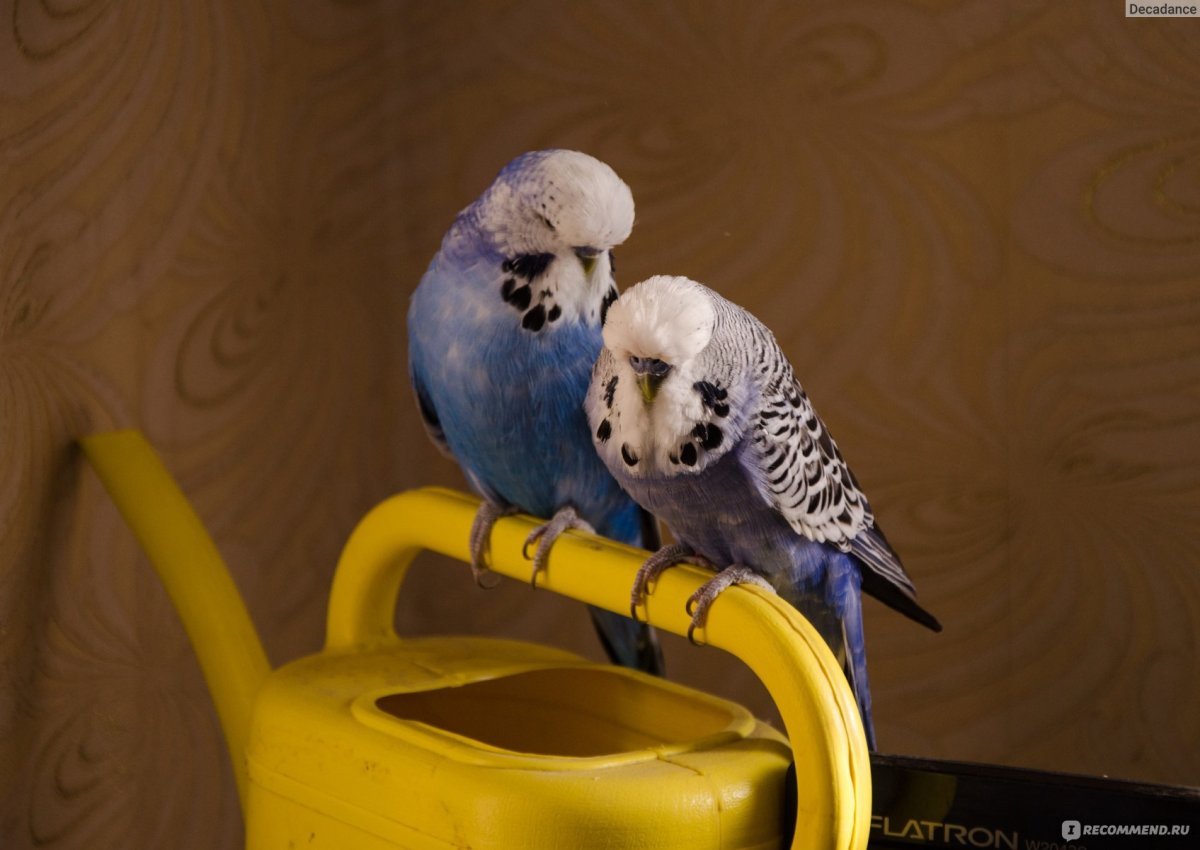 Волнистый попугай Чех самка