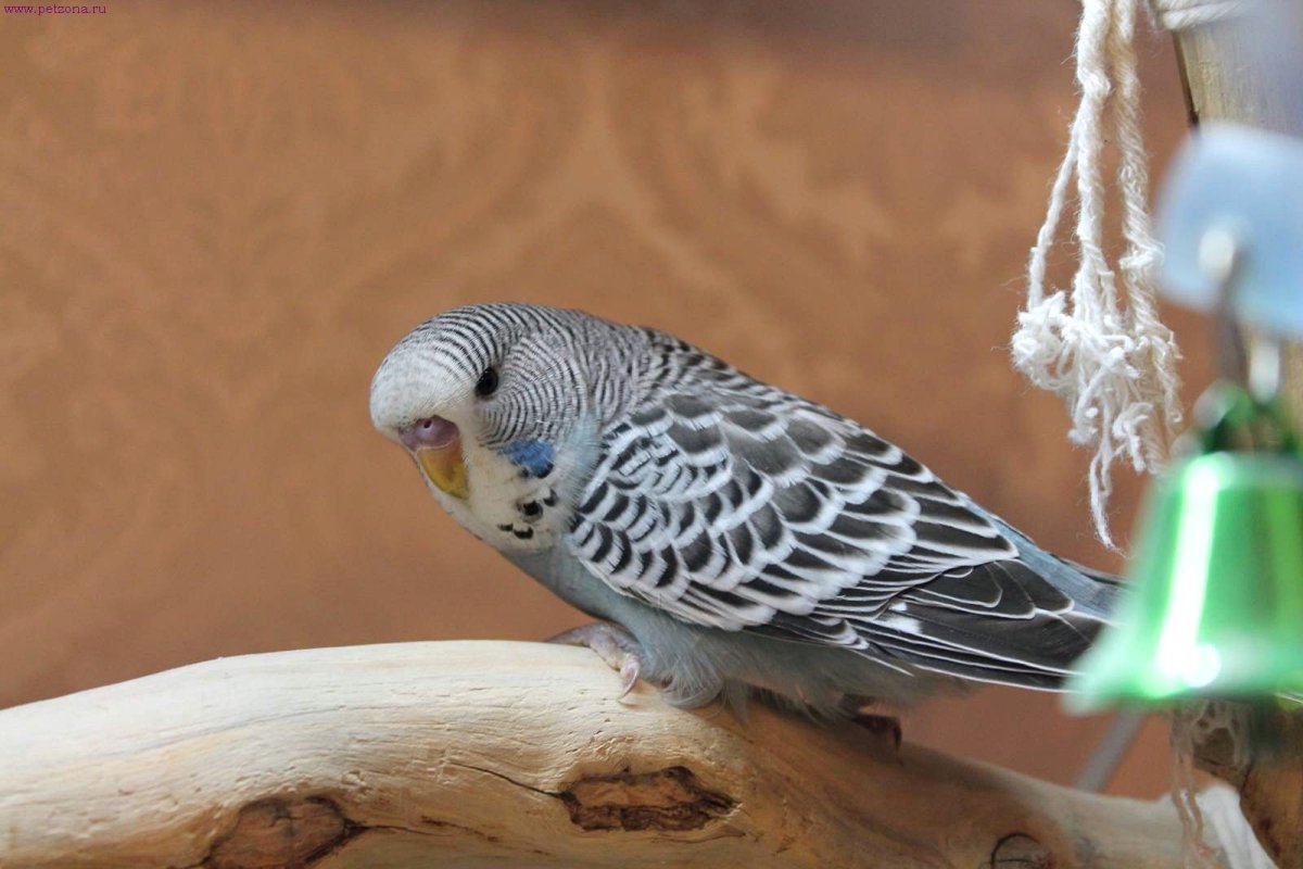 Волнистые попугаи бегунки