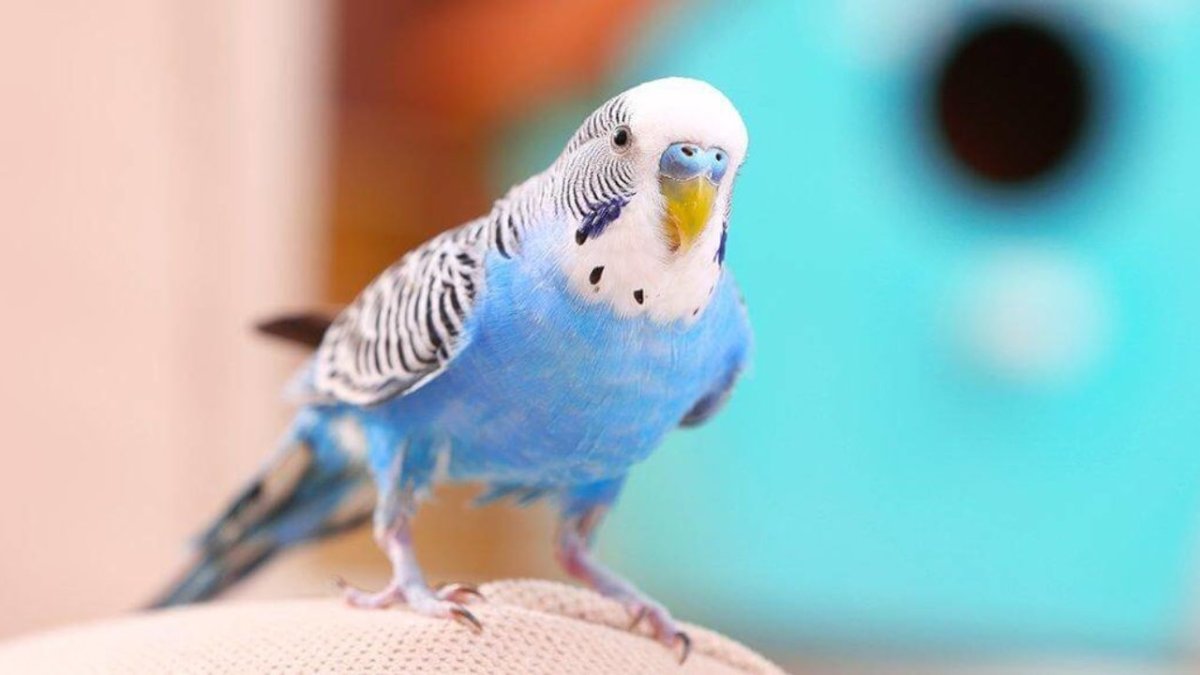 Волнистый попугай