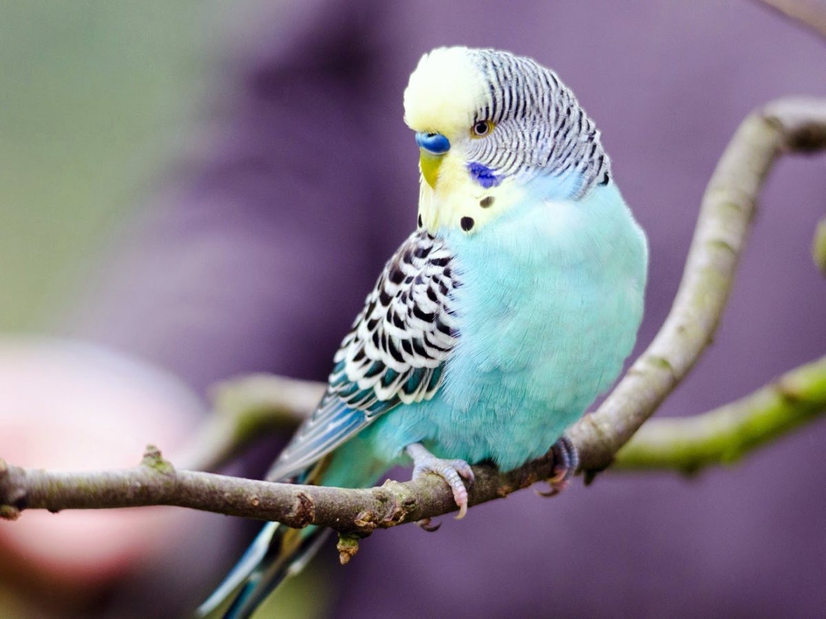 Волнистый попугайчик голубожелтый