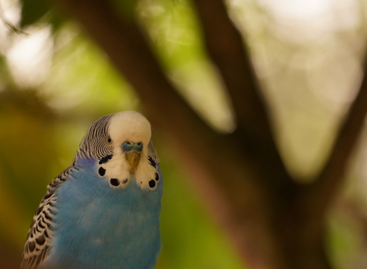 Попугай волнистый голубой