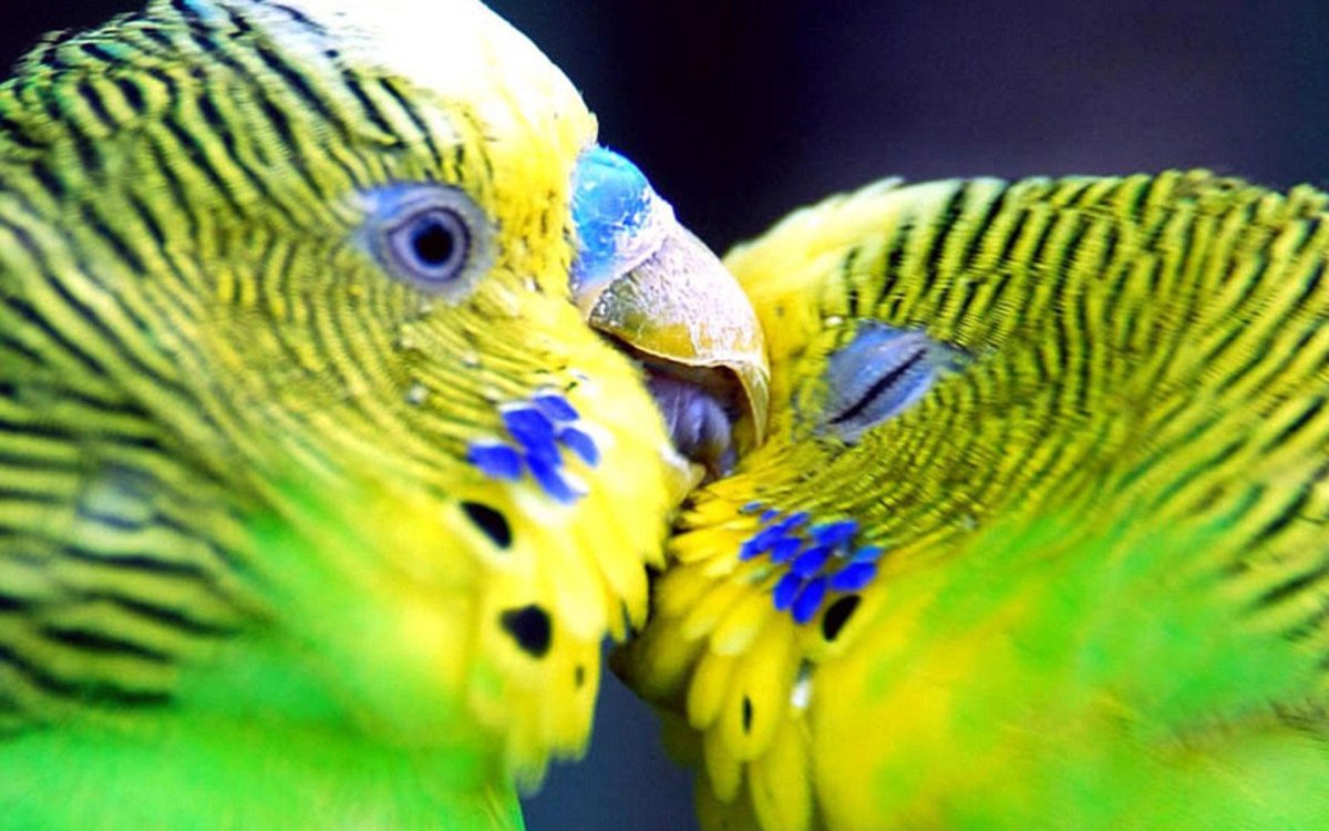 Попугай живой