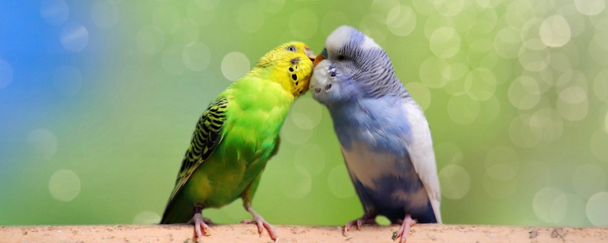 Волнистый попугай розовый