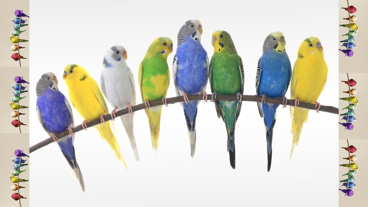 Cuty Budgies are Wavy рисунки