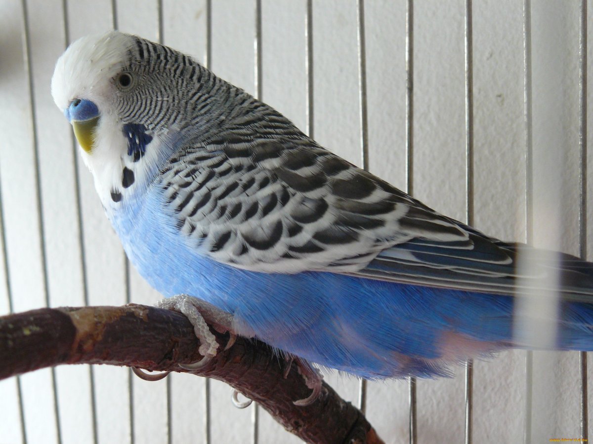 Волнистый попугайчик синий