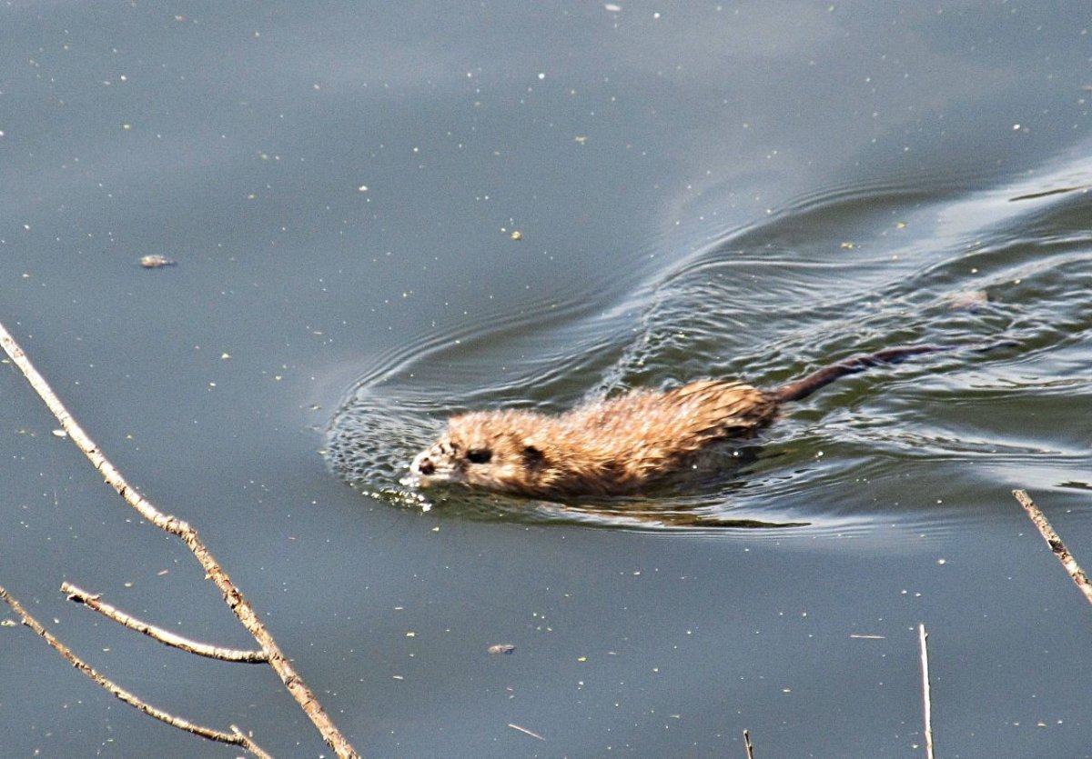 Грязная выдра