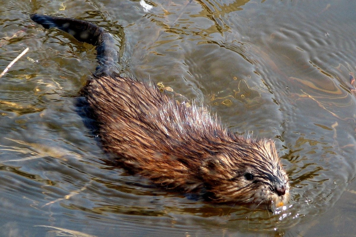 Ондатра и нутрия разница