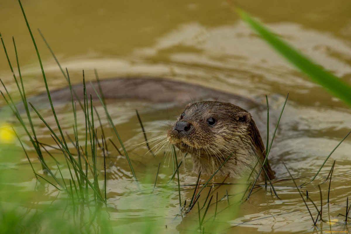 Нутрия болотный Бобр