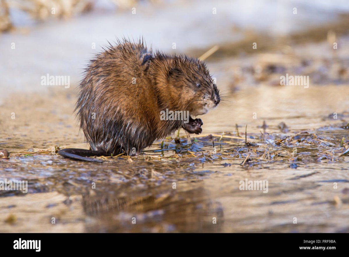 Фотография ондатры можно посмотреть