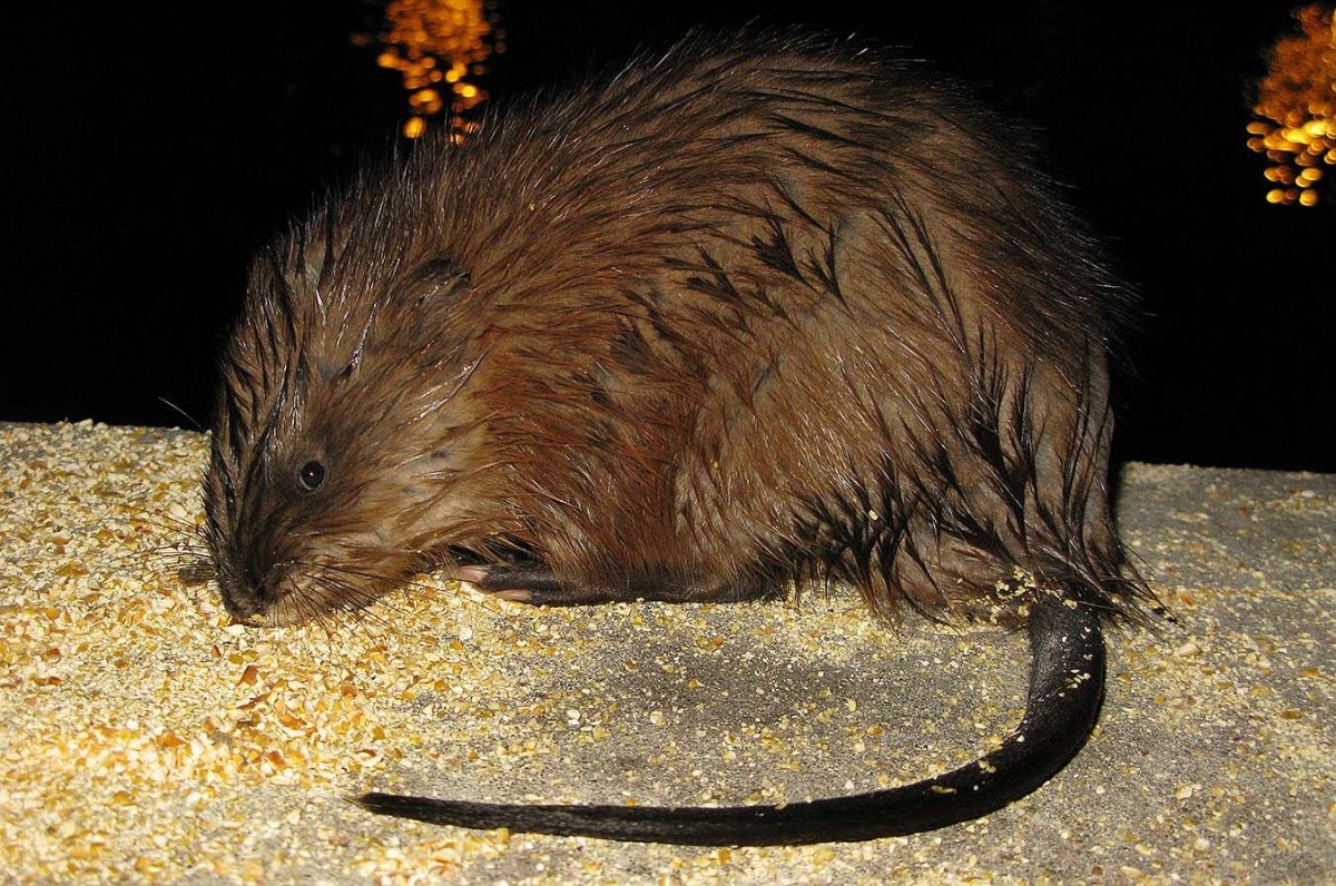 Ондатра – Ondatra zibethicus Linnaeus