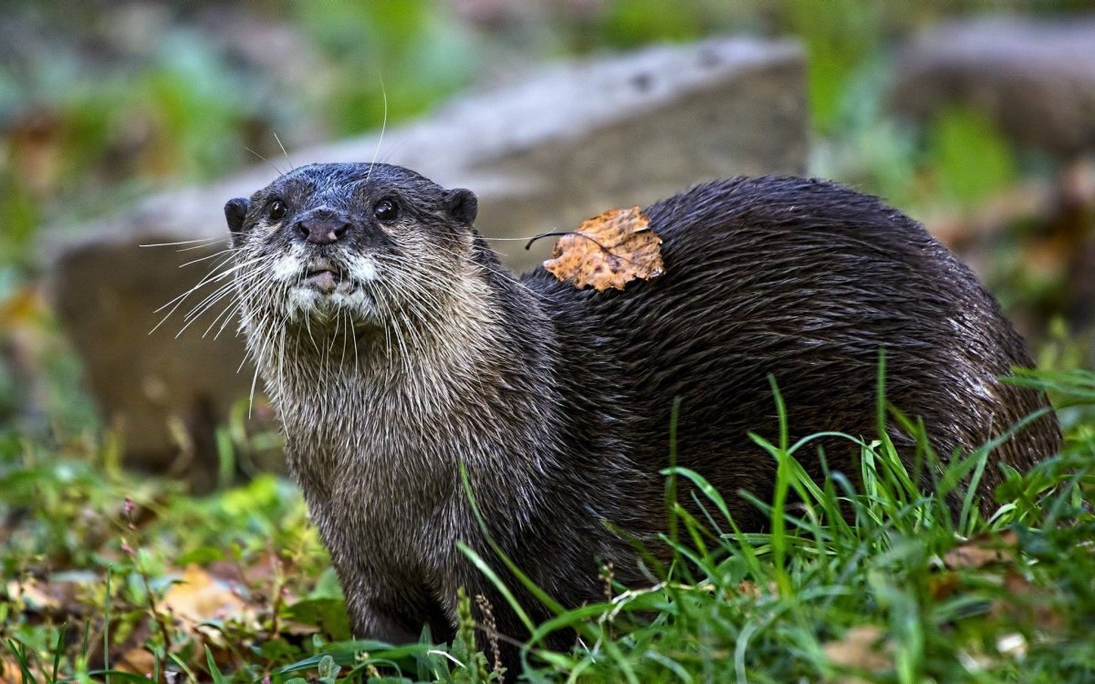 Выдра ондатра норка