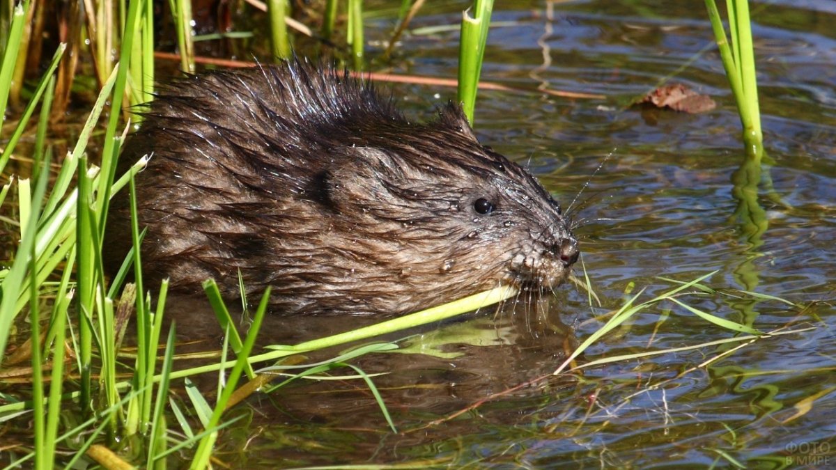 Ондатра Речная