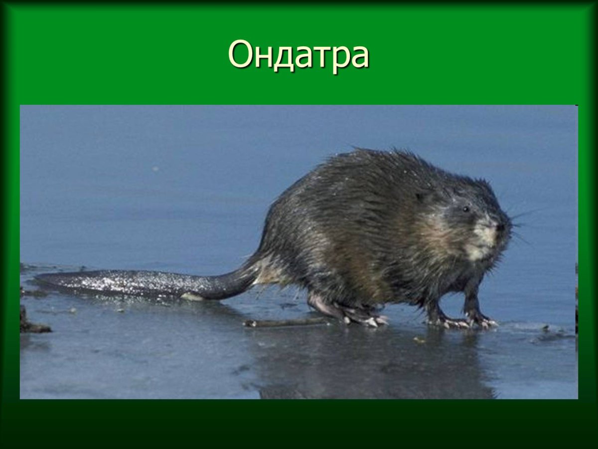 Обыкновенный Бобр детеныш