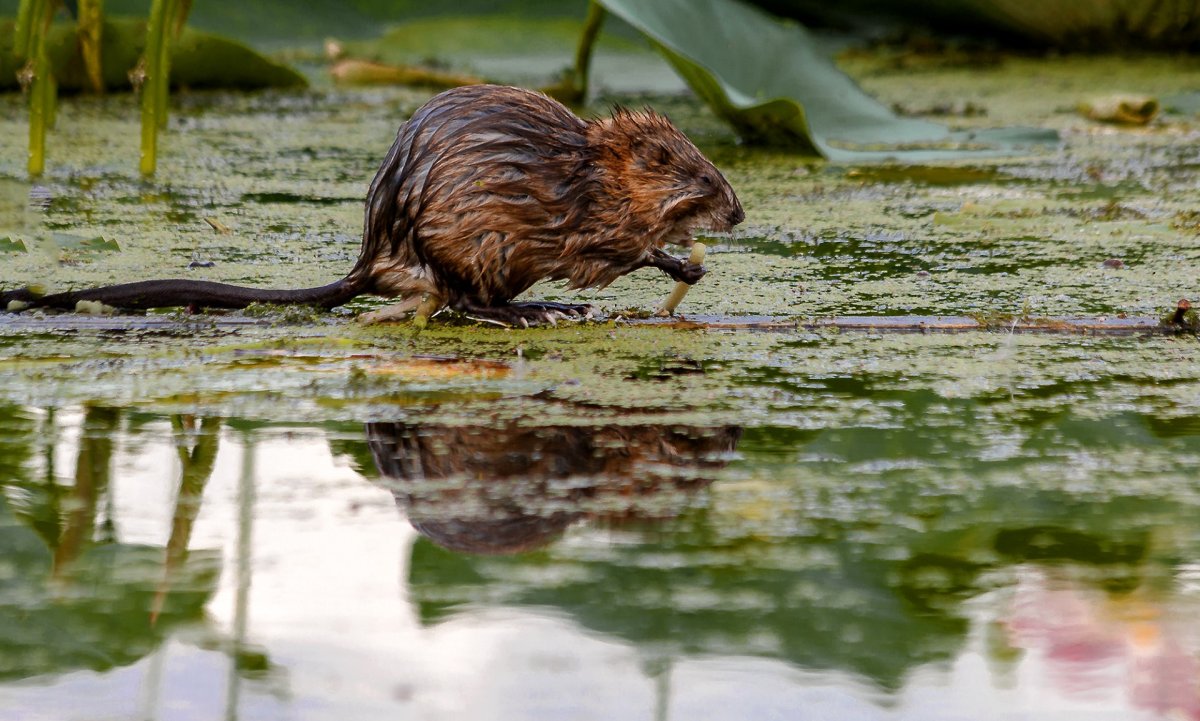 Ондатра Симонов