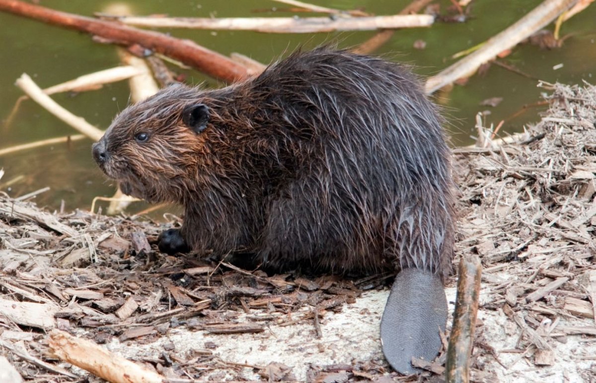 Ондатра мускусная крыса