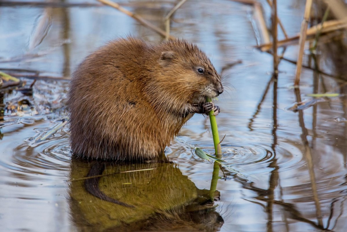 Водяная крыса ондатра