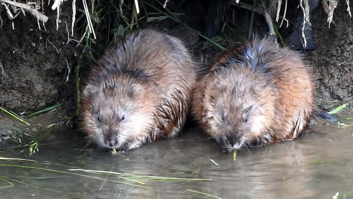 Бобры Графика