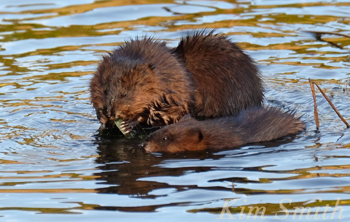 Выдра Речная